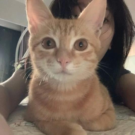 红烧鱼