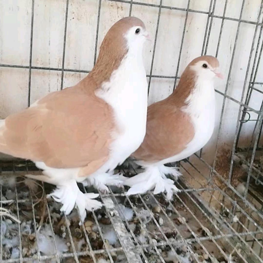 @大大大‖大飞