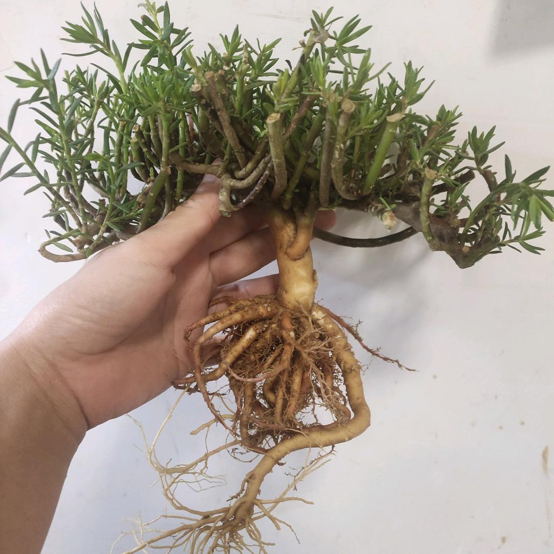 苏苏花殿园艺（大量批发重瓣太阳花老桩）