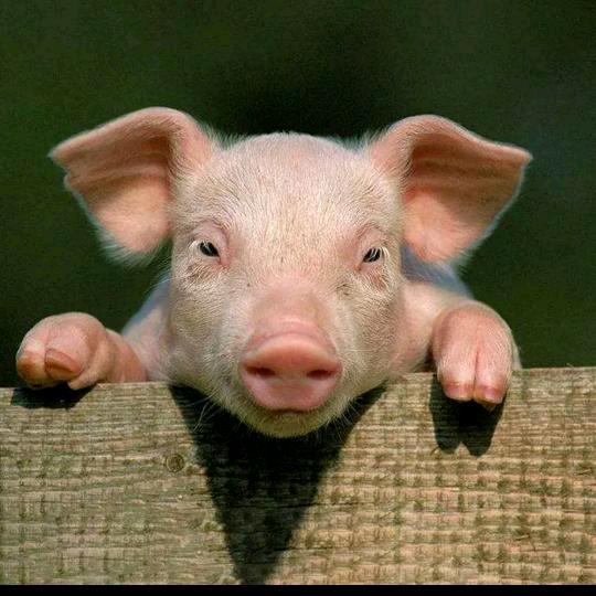 Whitecaps🐷🐷