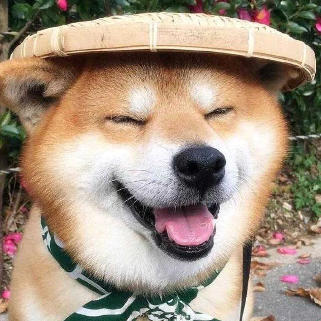 玄龙