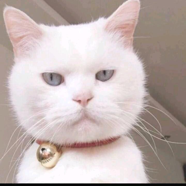假叔回来了