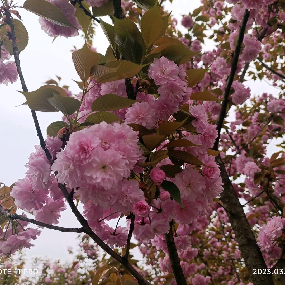 月影云～挑战在成都种菜