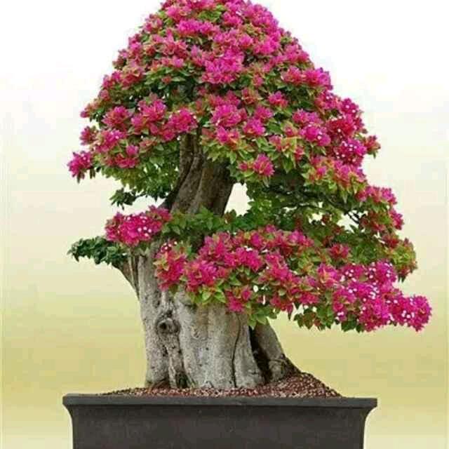 我一字不识_冷风华