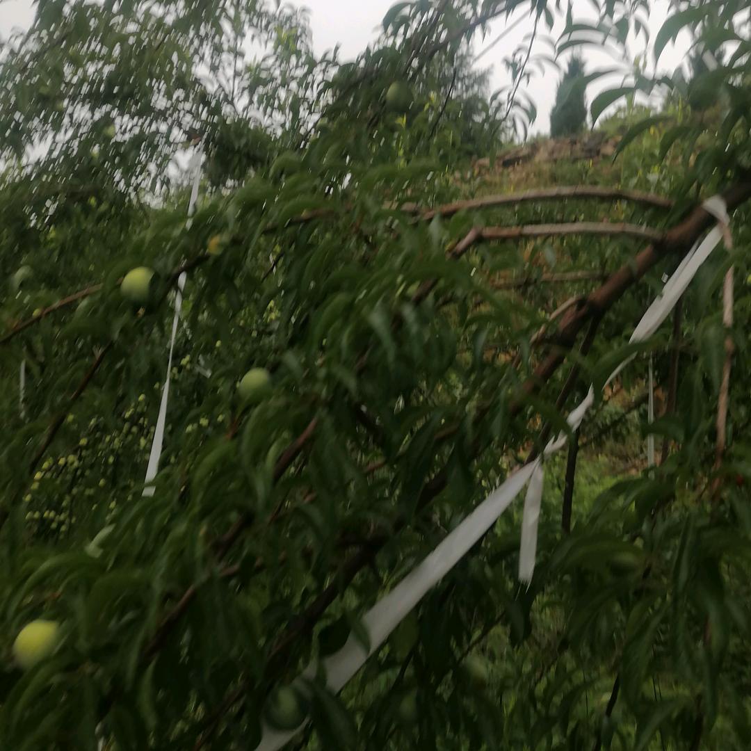 永青山杏桃果园