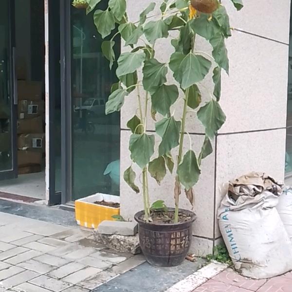 幸福雨