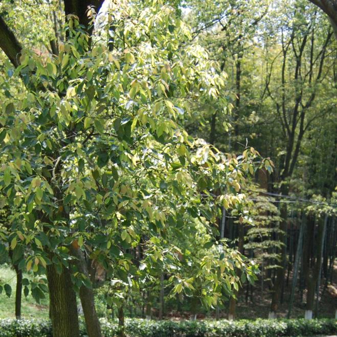 陈年往事待追忆