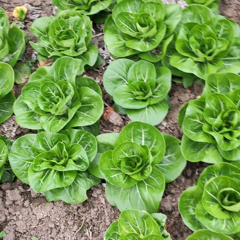 根深