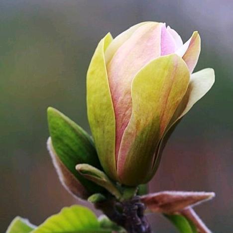 沂蒙玉兰花园艺