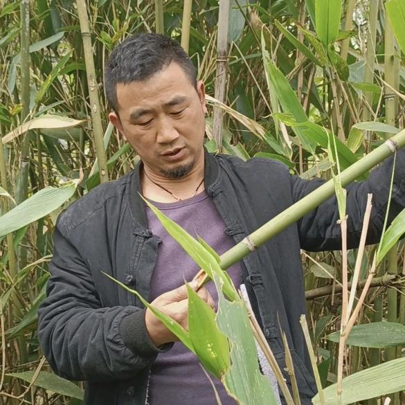 植物缘