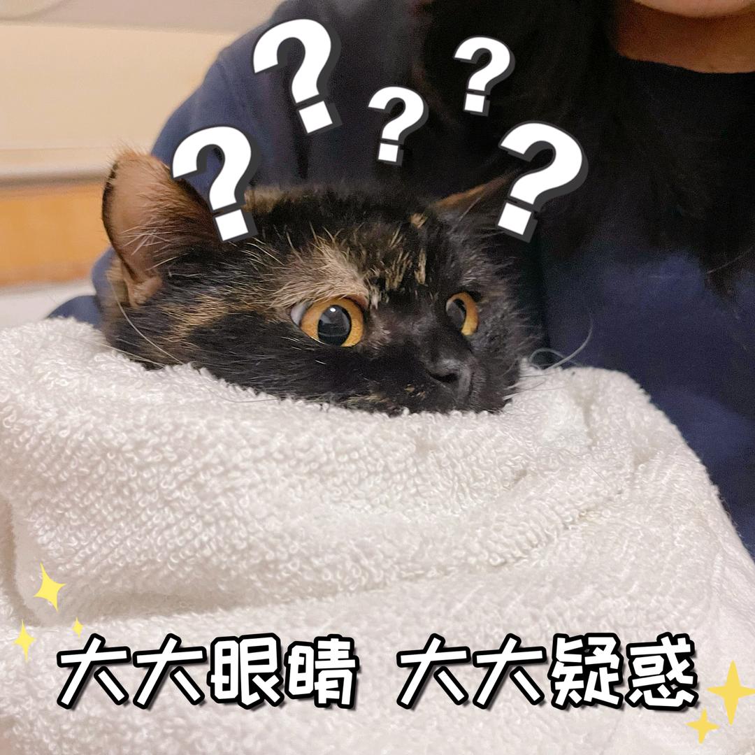 来瓶八二年的茉莉绿茶