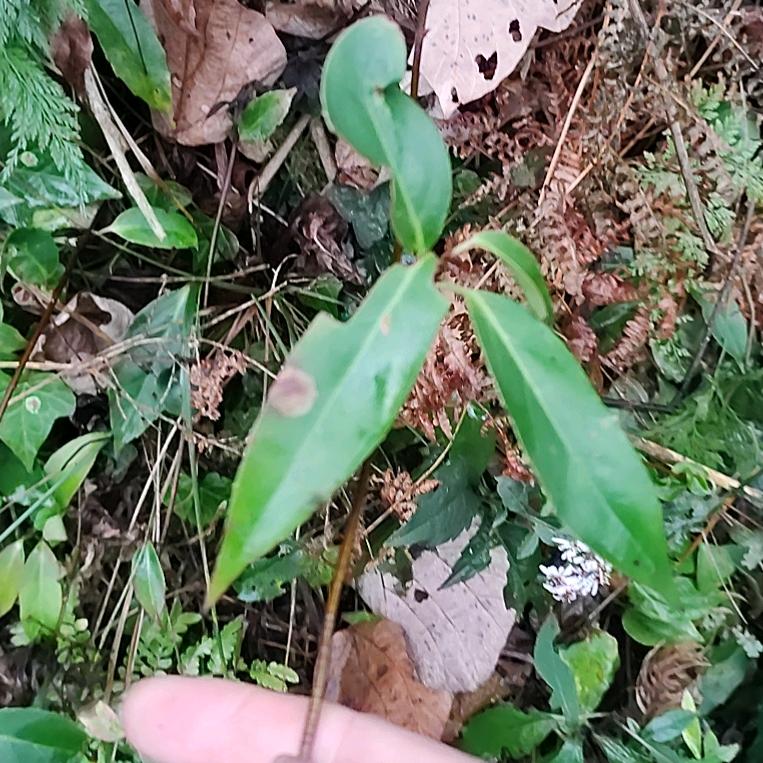 黄药师