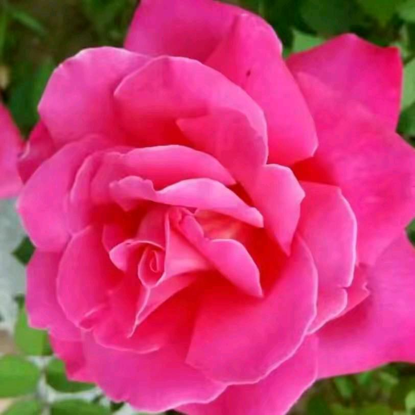 🌸爱我所爱🌸