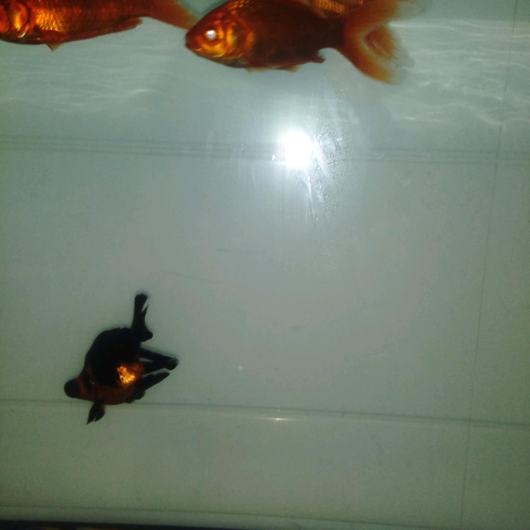 萍