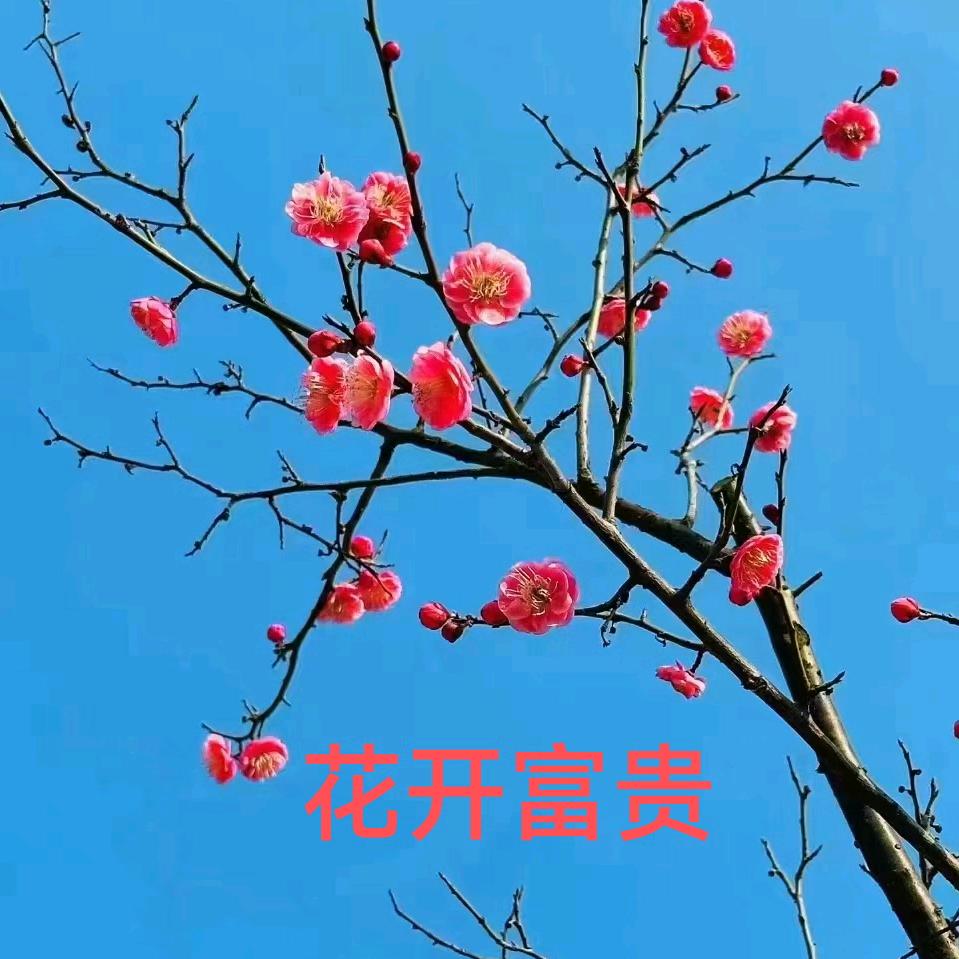 乖乖仔