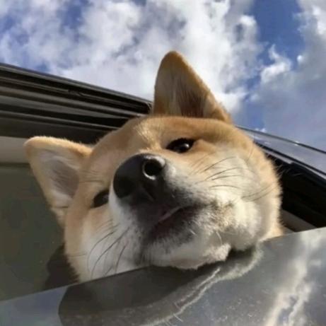 王二狗🐶