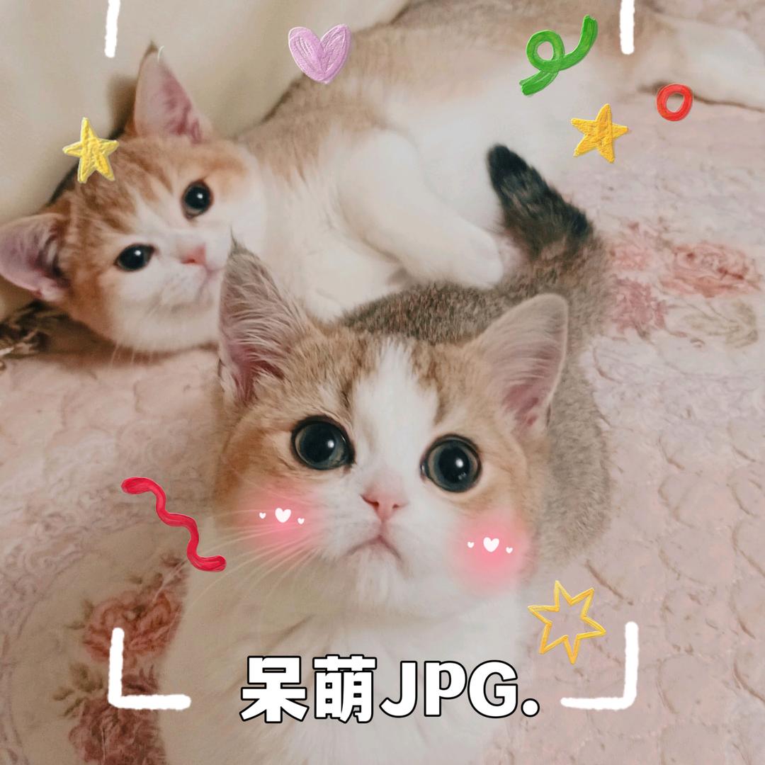 哈尔滨市喵生幸福宠物用品有限公司