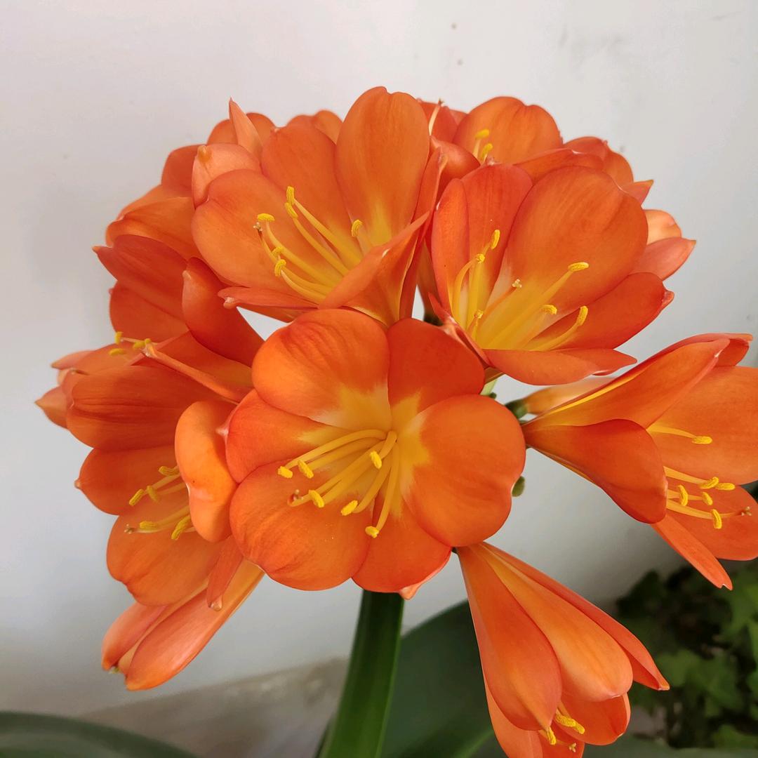 一路生花🌸