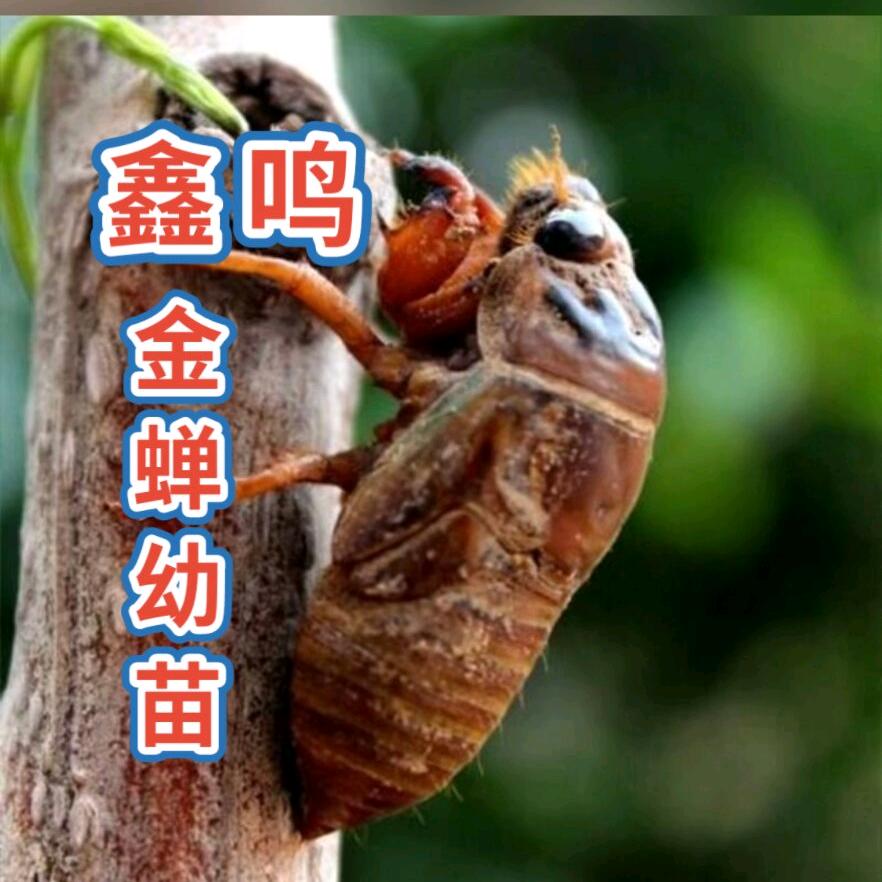 山东滨州鑫鸣金蝉