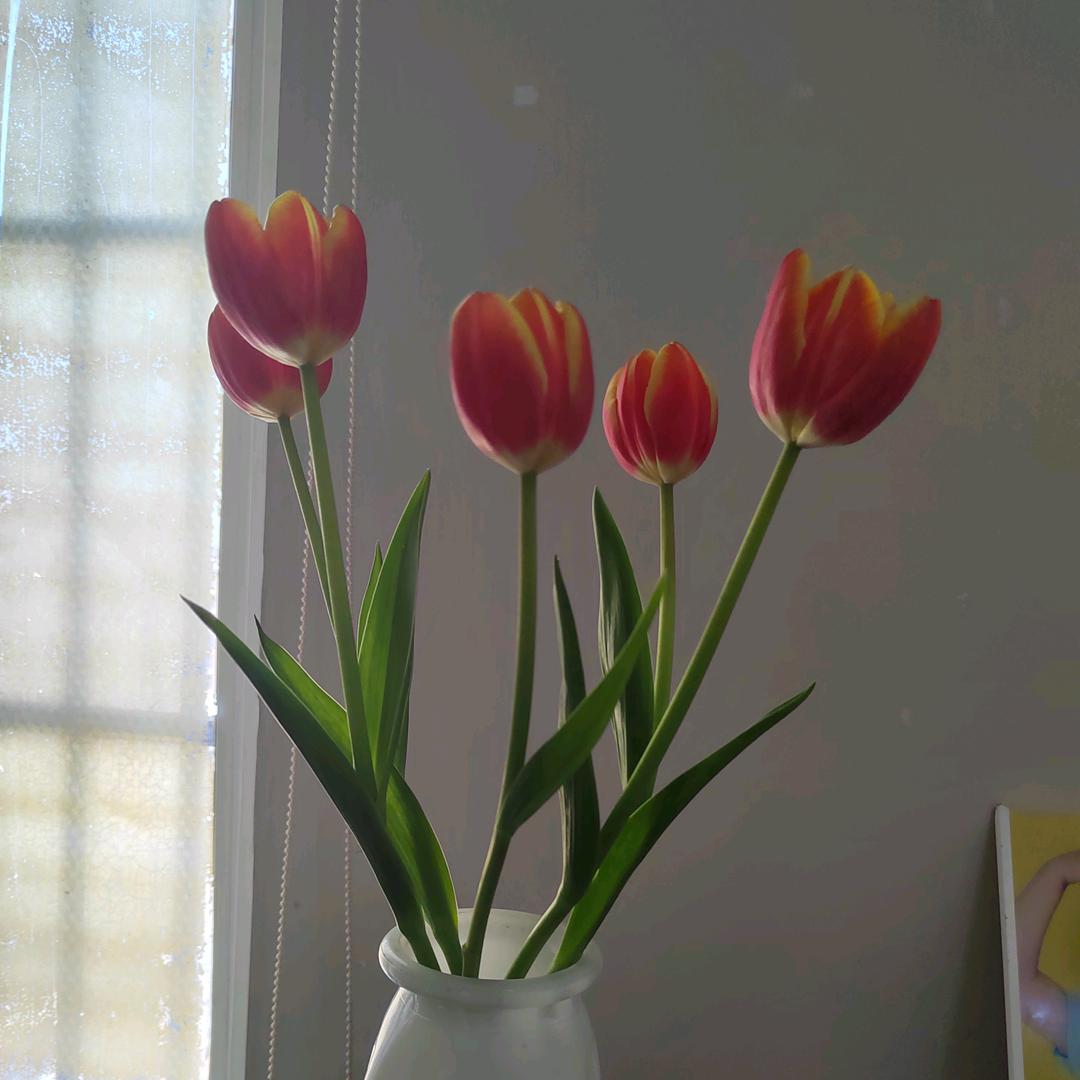 栀子花z