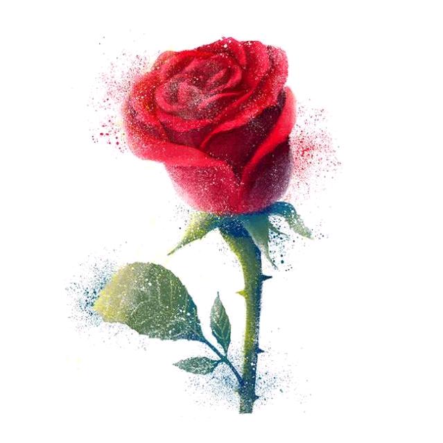 带刺の🌹