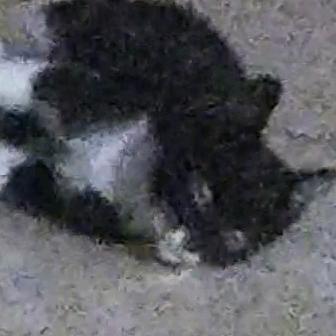 可可和米米粉丝