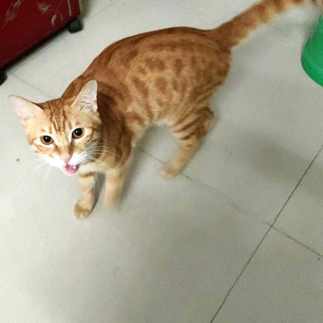 @小野猫@