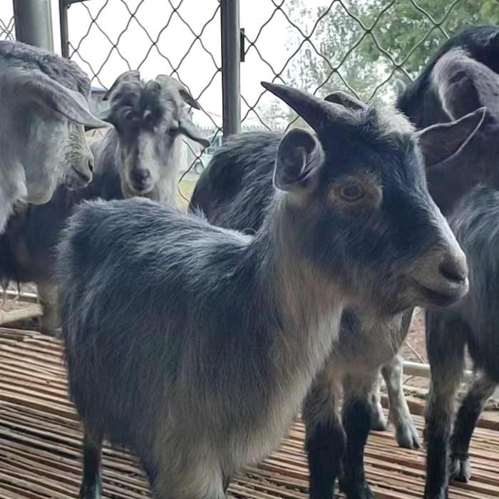 单县黄河故道青山羊