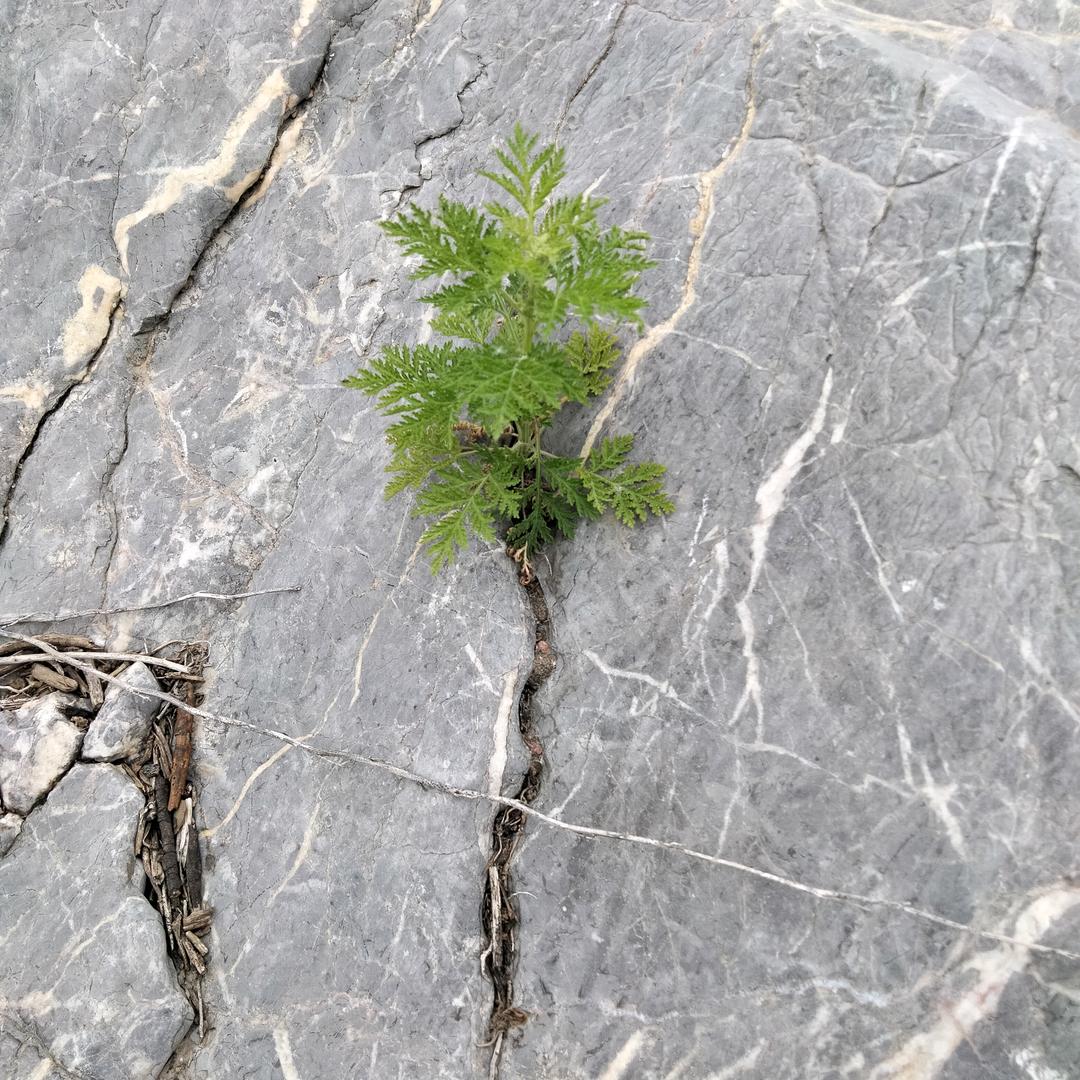 老白老白