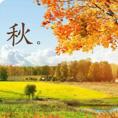 枫树灿烂