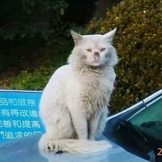 守望江湖