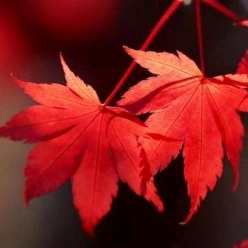 🍂清风与酒🍂