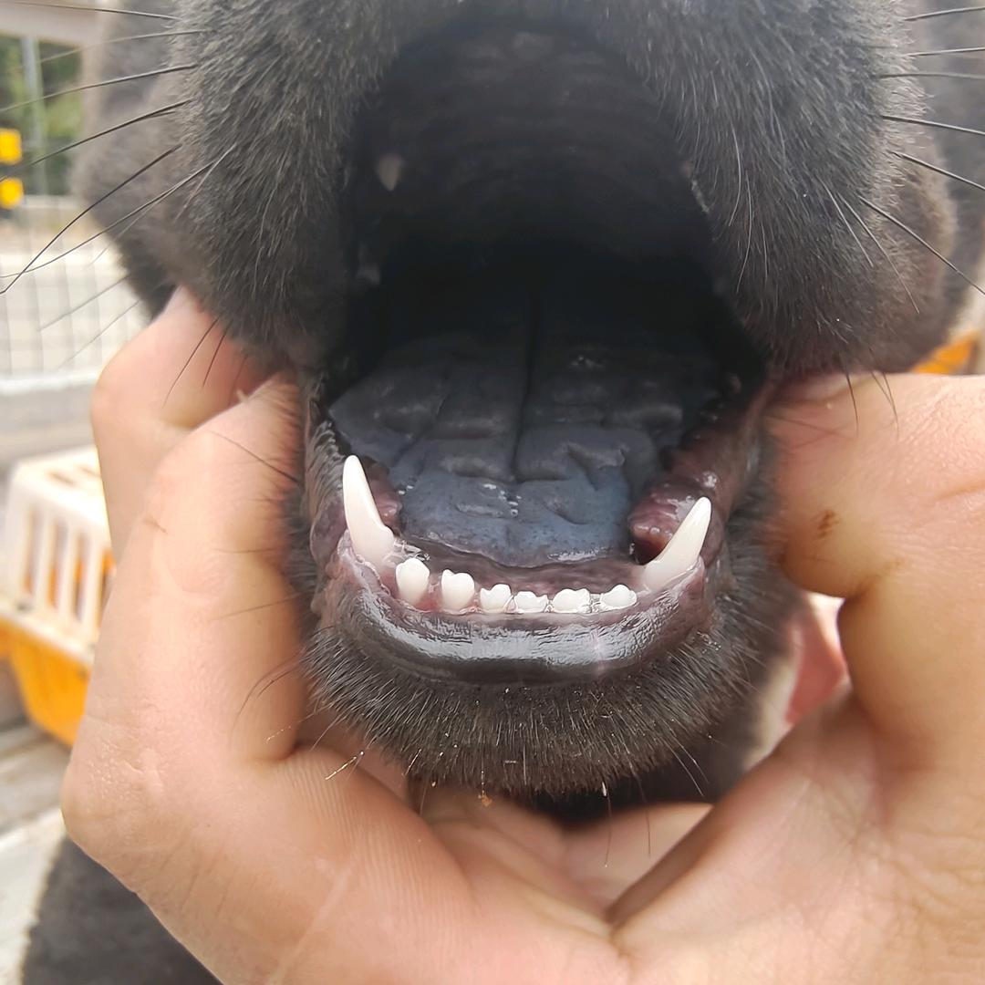 狗兄
