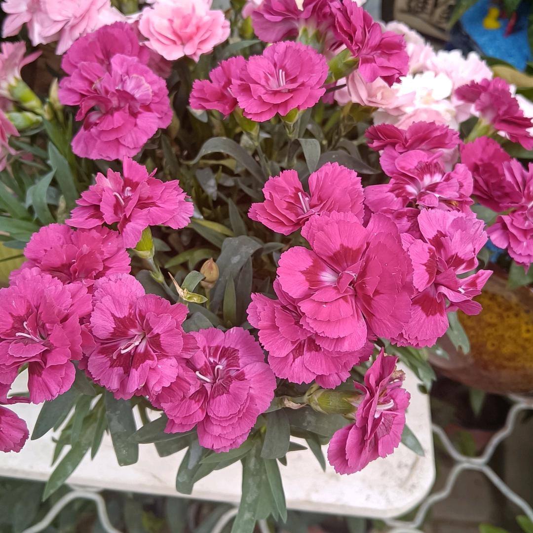 新彩虹