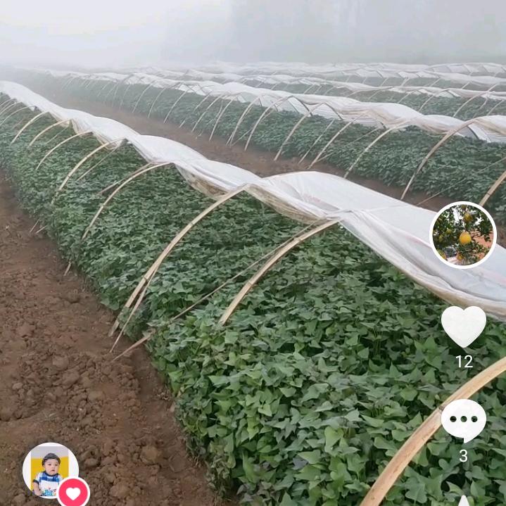 爱国🇨🇳红薯！！