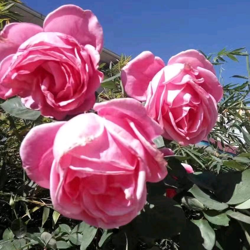 一生平安🌹