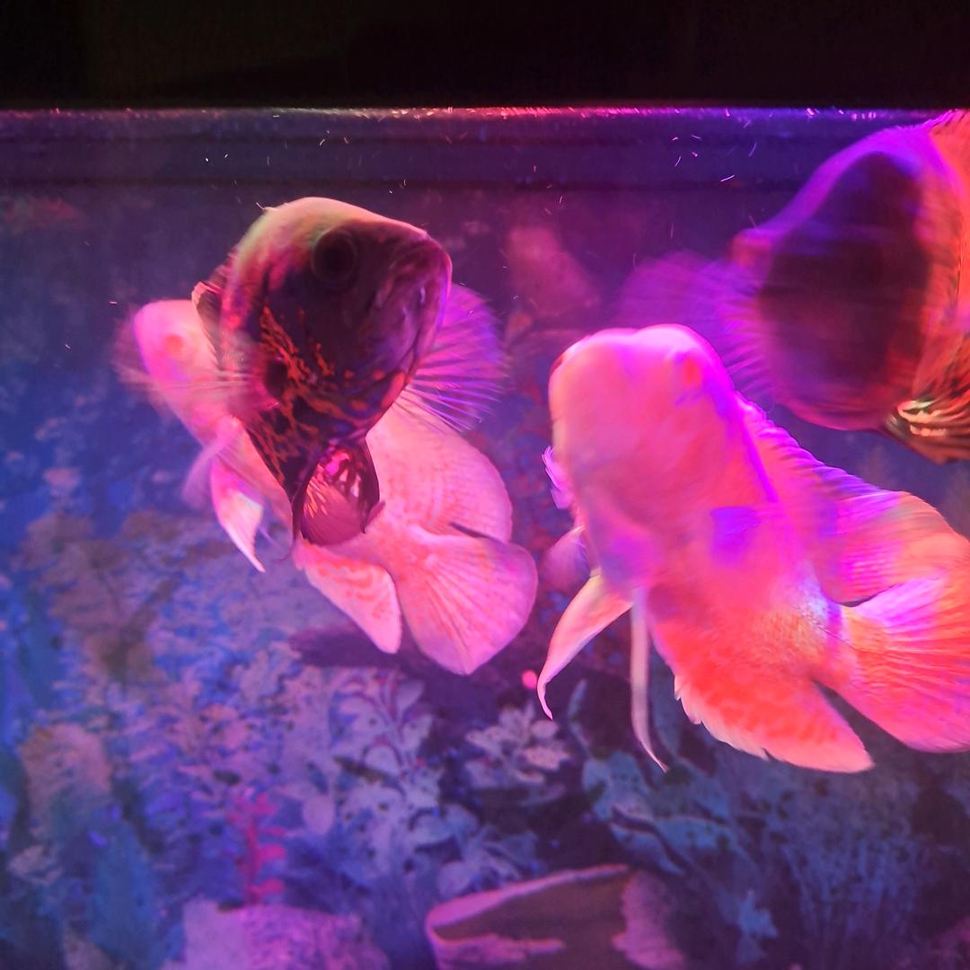 被风吹伤的海