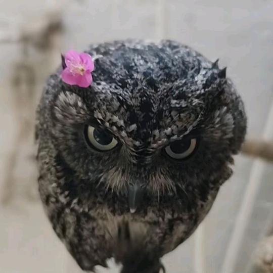 观望