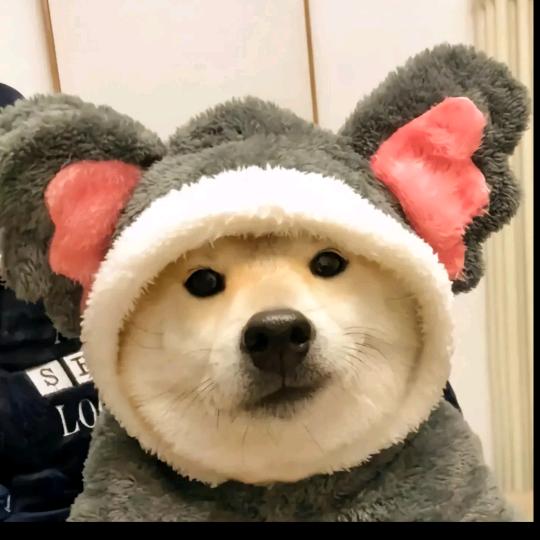 南山豹豹