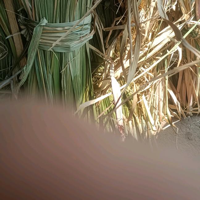 刘家贵（石则坡）