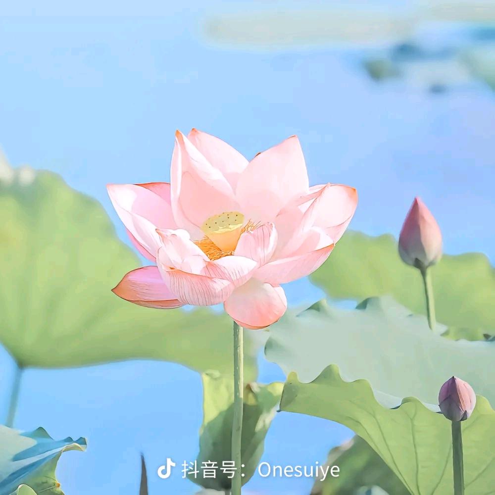 小兰兰花