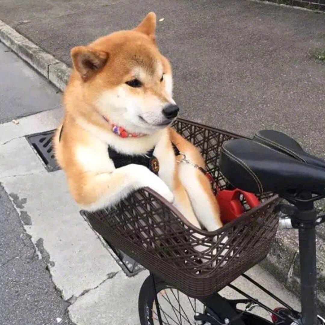 鱼头