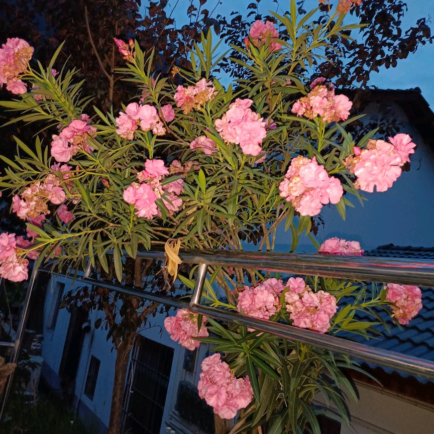 绿光森林