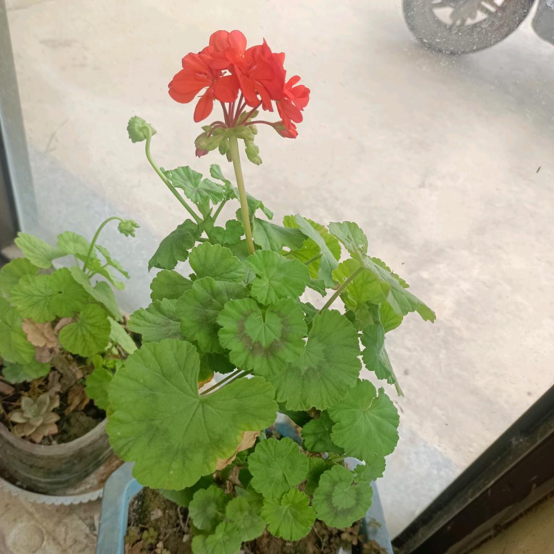 荣华富贵