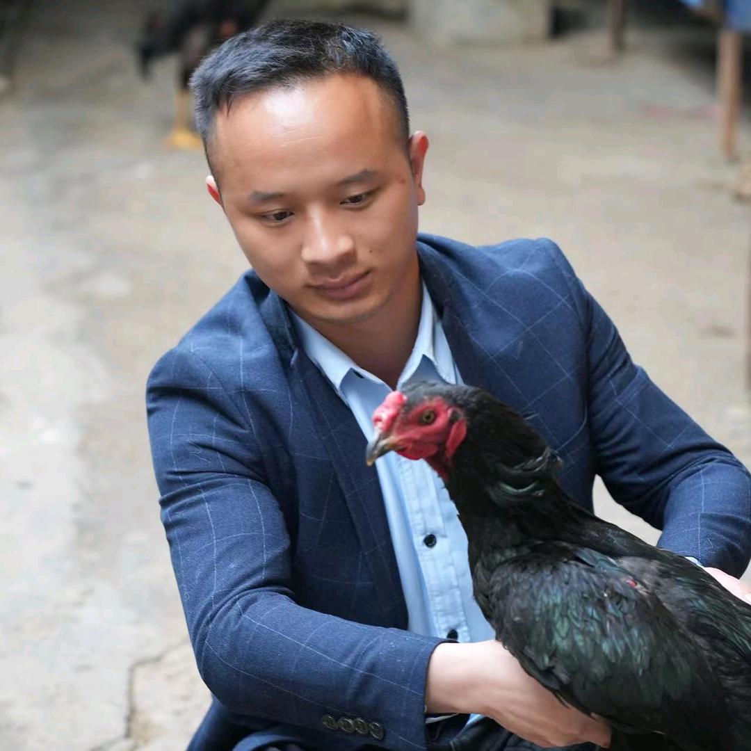 小吴斗鸡养殖
