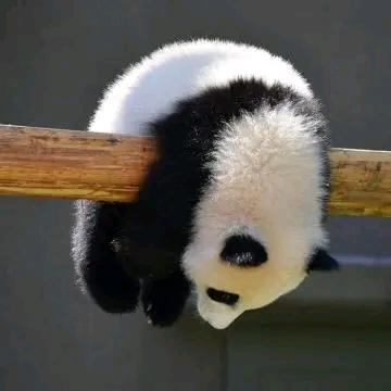 昱←_←弟