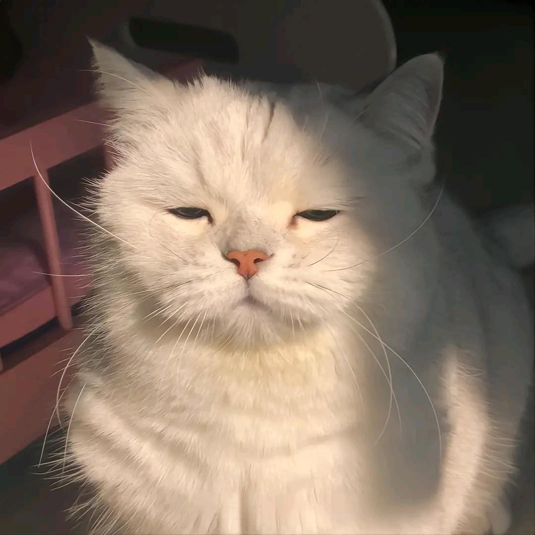 一袋小饼干