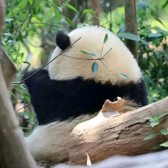 落叶随封