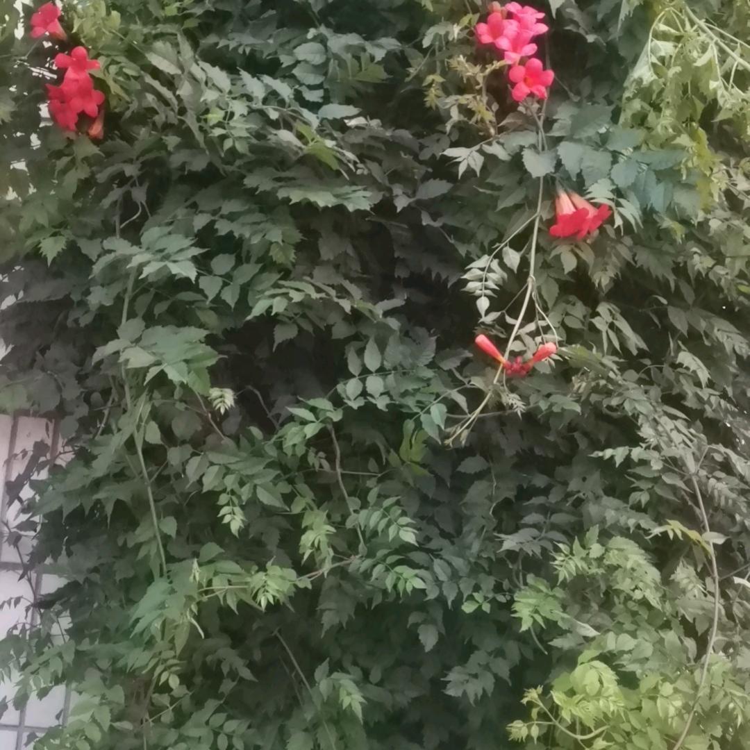 快乐丫头
