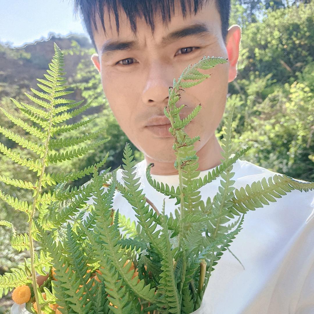 云南三七